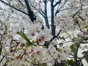 Read more about the article 2025 Sakura – 桜