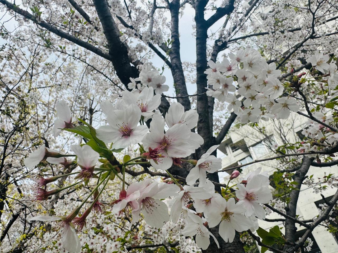 2025 Sakura – 桜